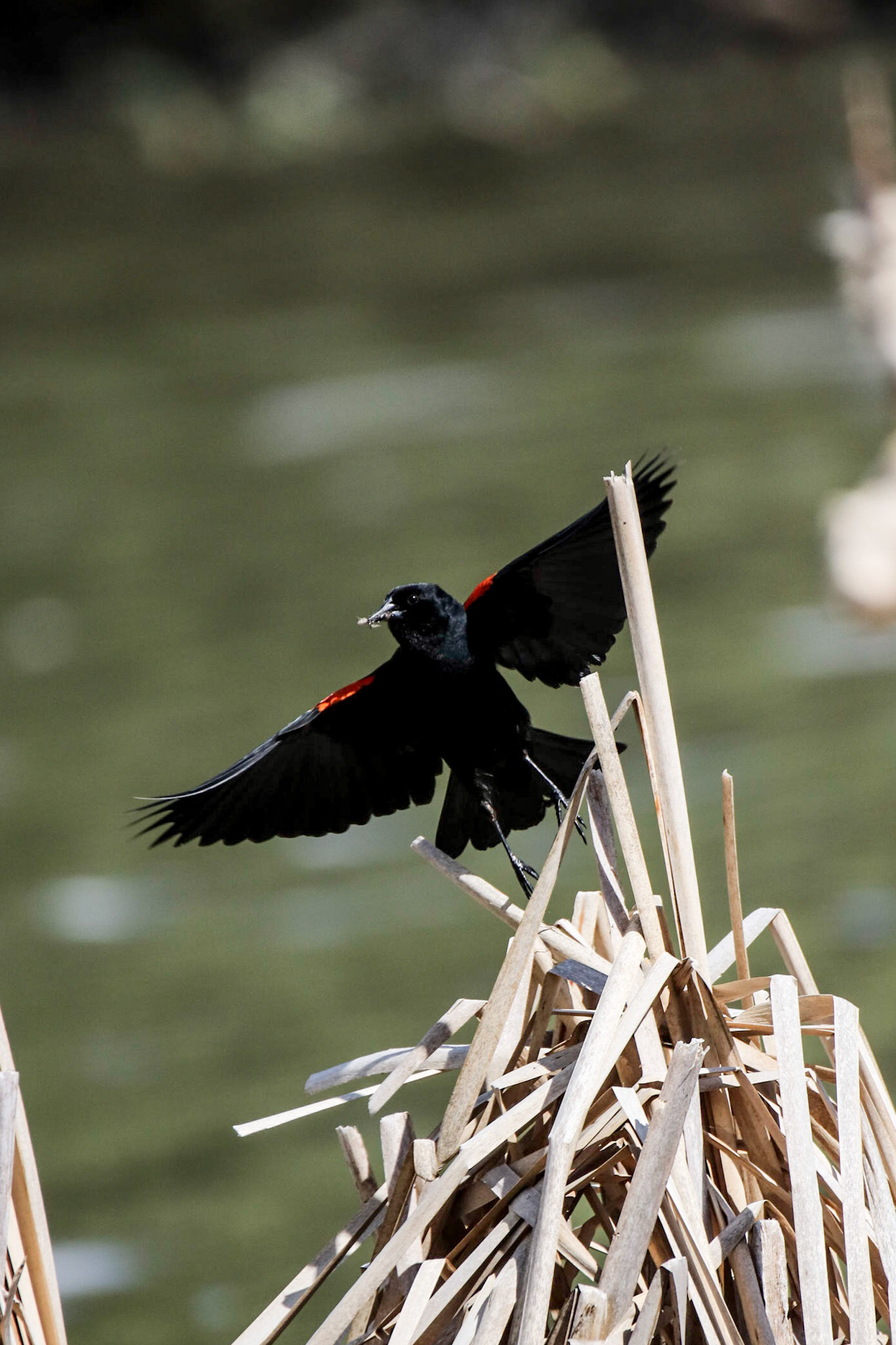 Just Taking to the Air