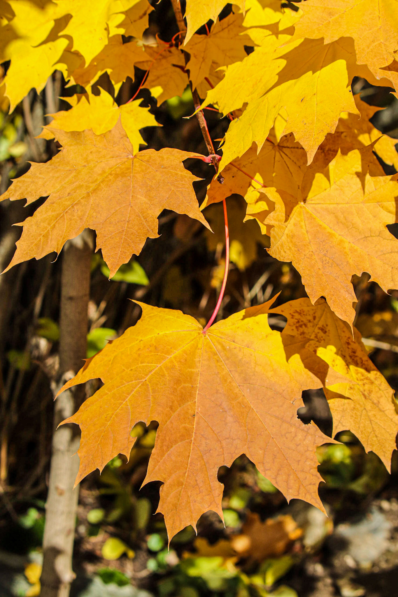 Maples in October