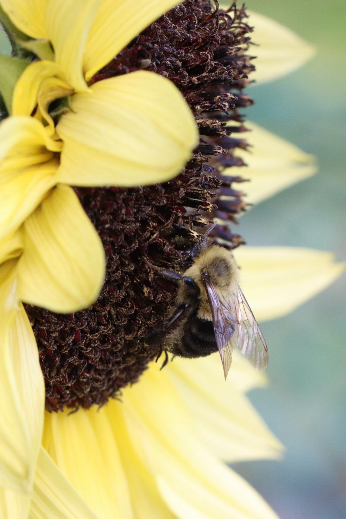 Side view of sunflower and bee.