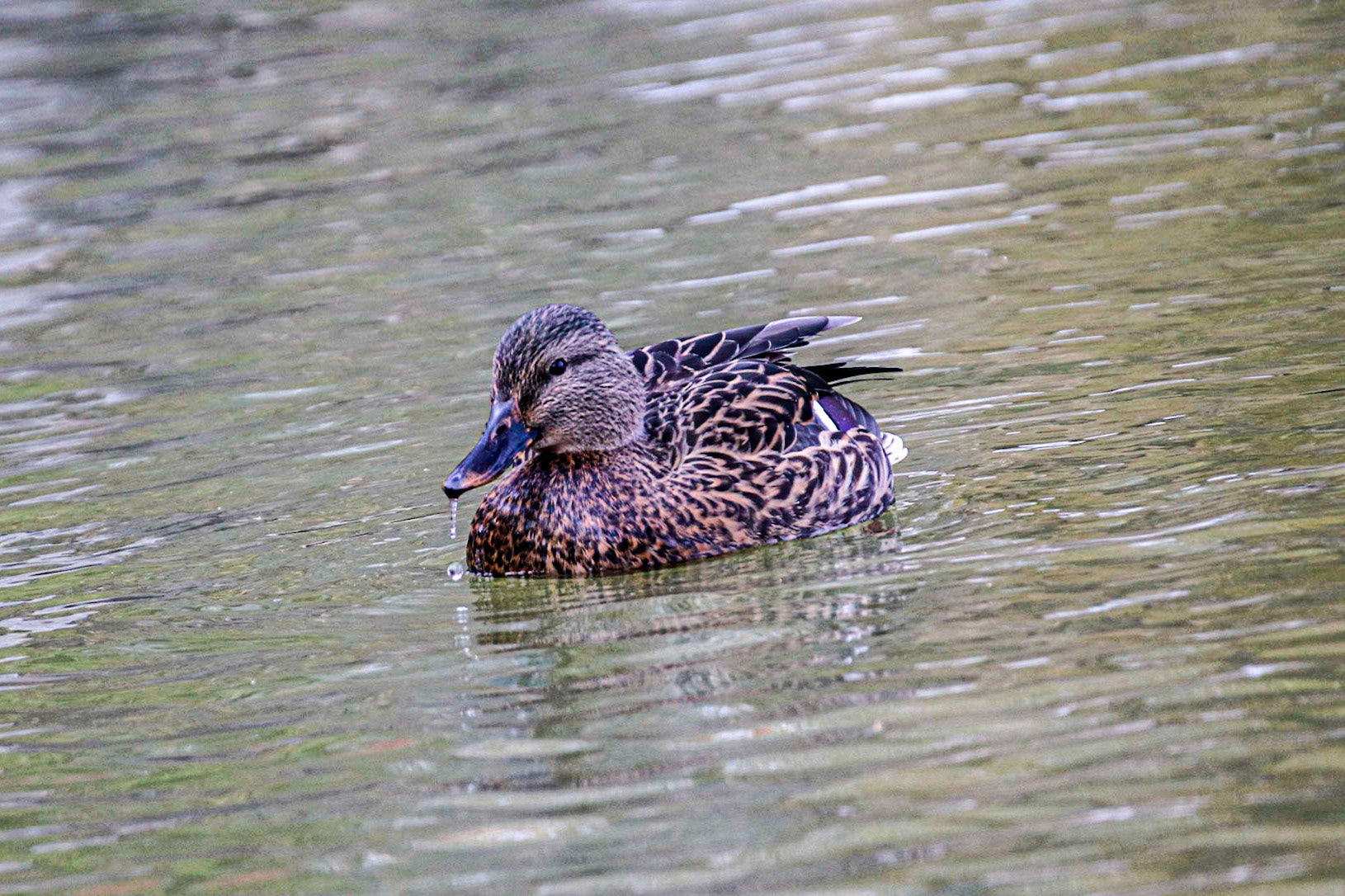 I'll drolling for more.