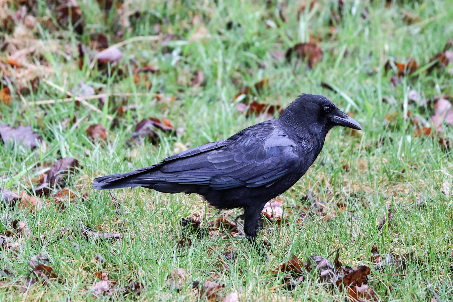 It's been raining today.