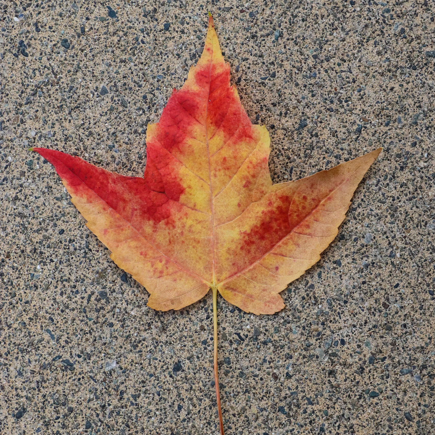 Maple leaves on the pavement.