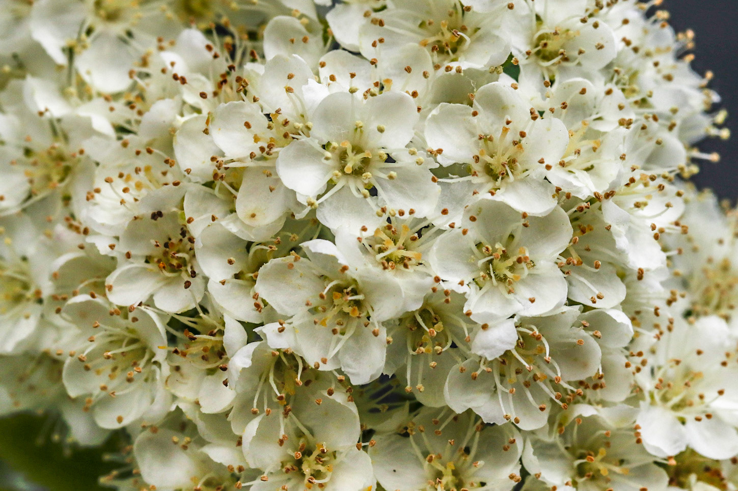 Close up of Mountain Ash