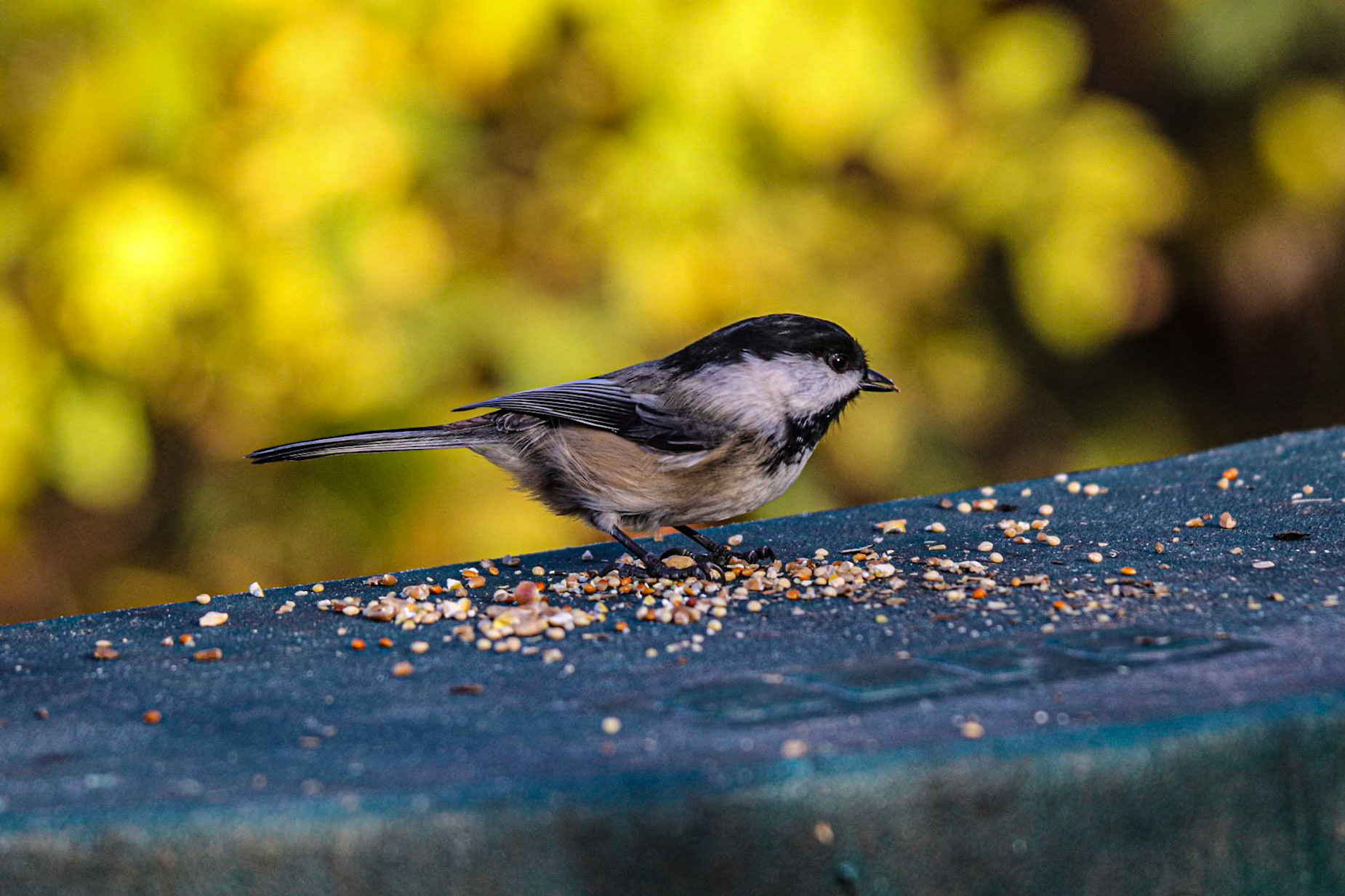 I don't know where to start.