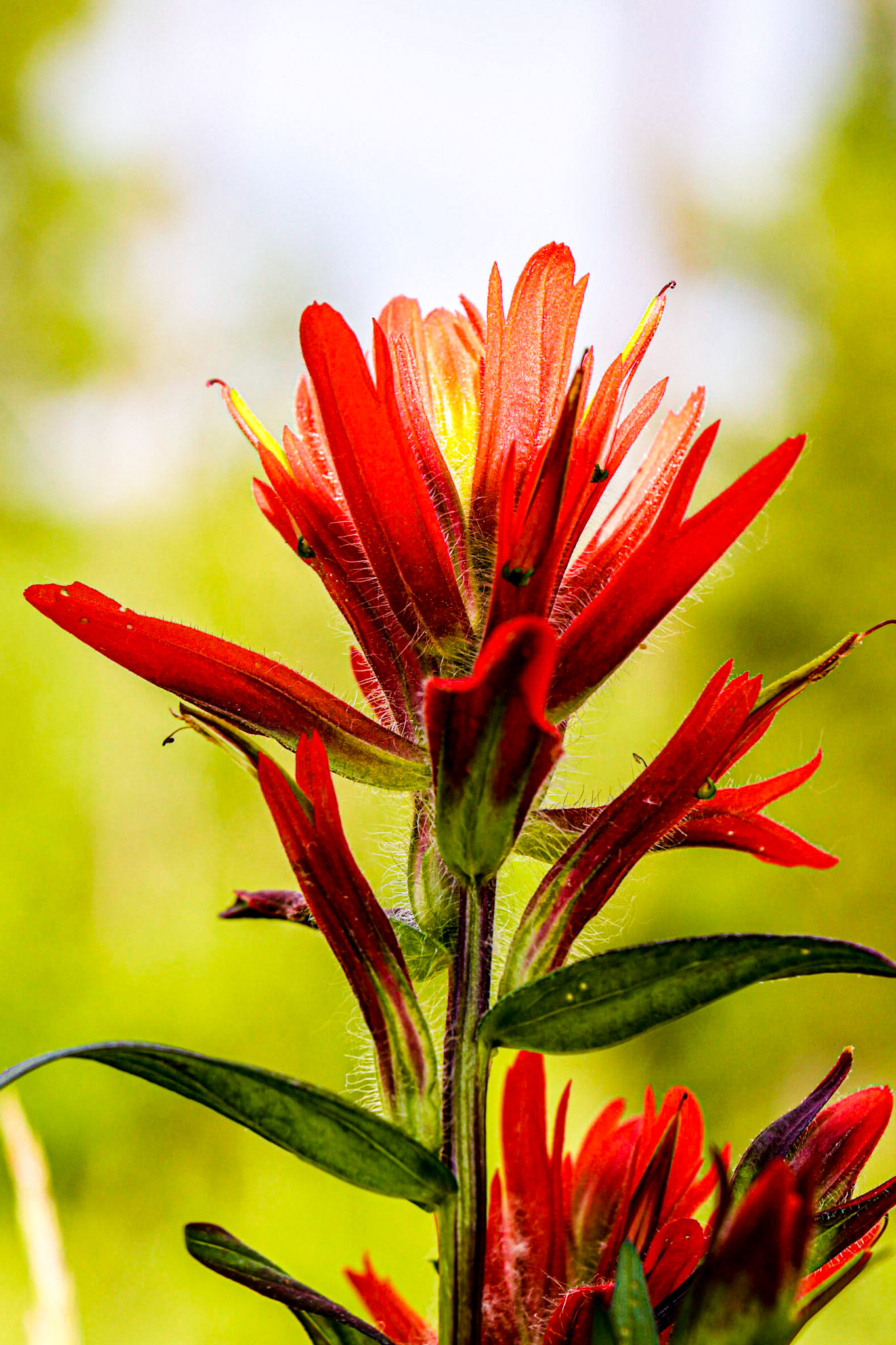 Indian Paintbrush