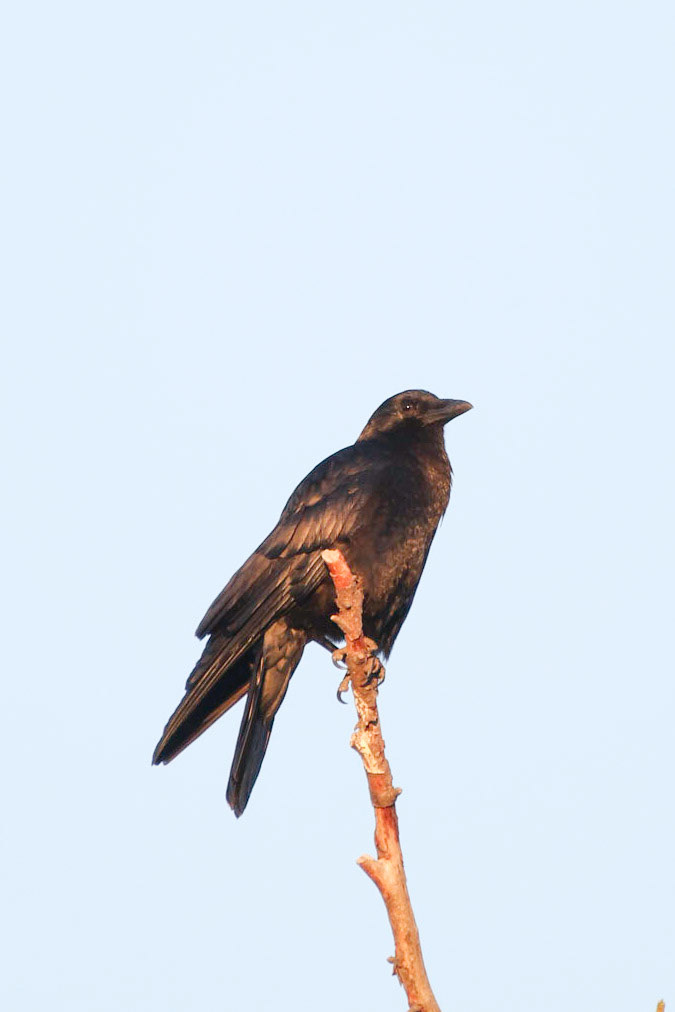 Crow at Sunset