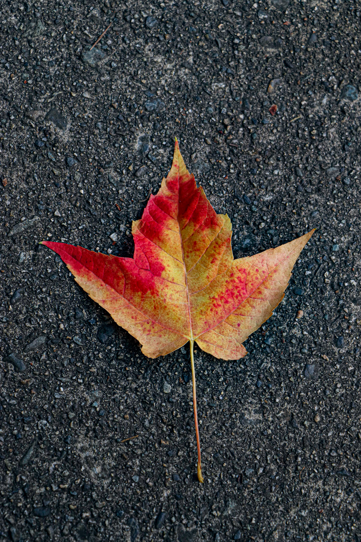 Maple leaves on the pavement.