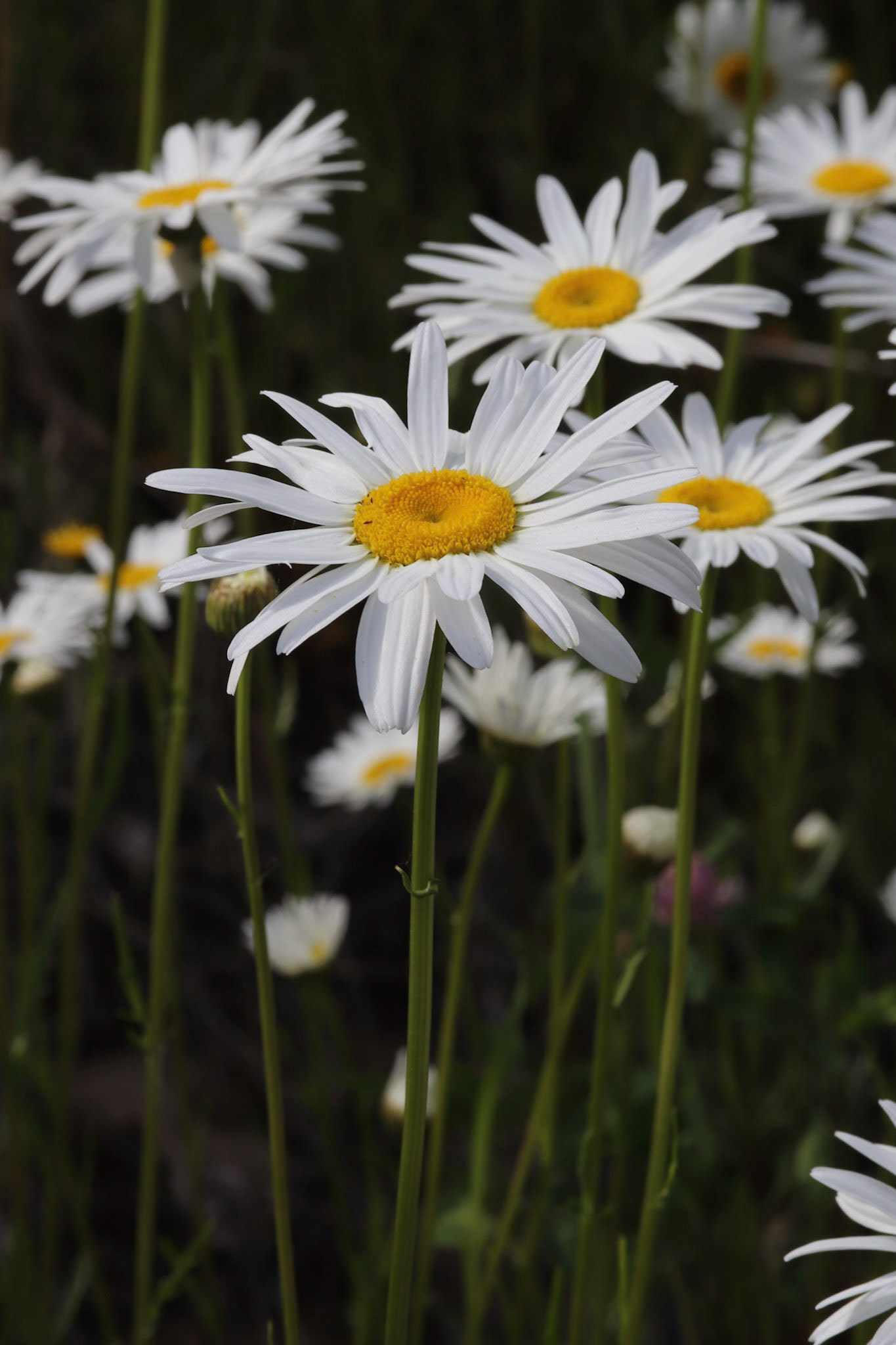 An Array of Daisies