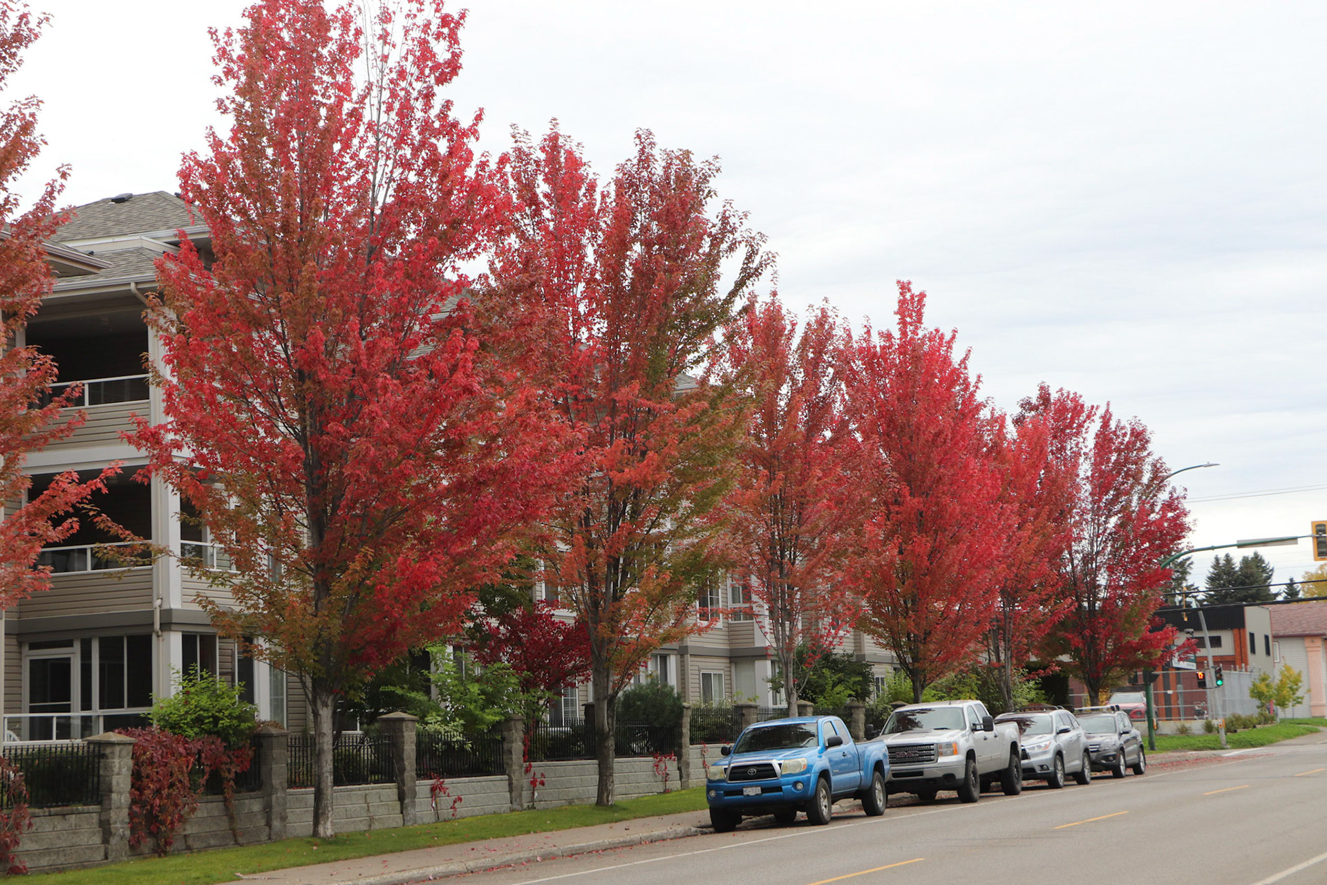 Maples on 20th avenue