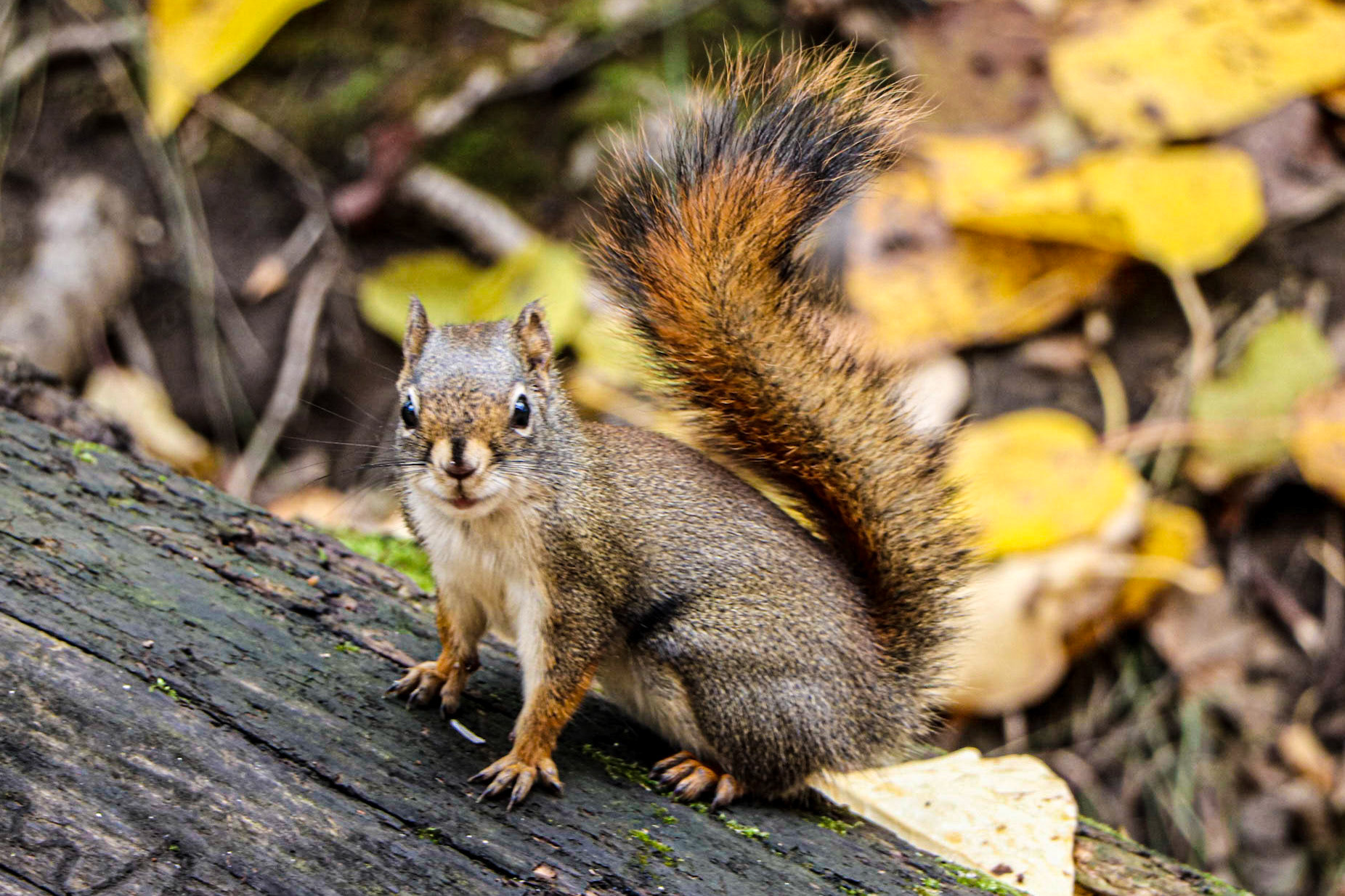 I'm paying close attention.