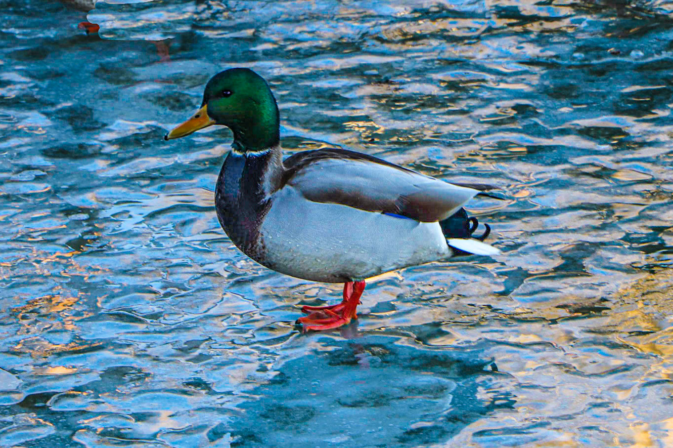 Mallard keeping watch!
