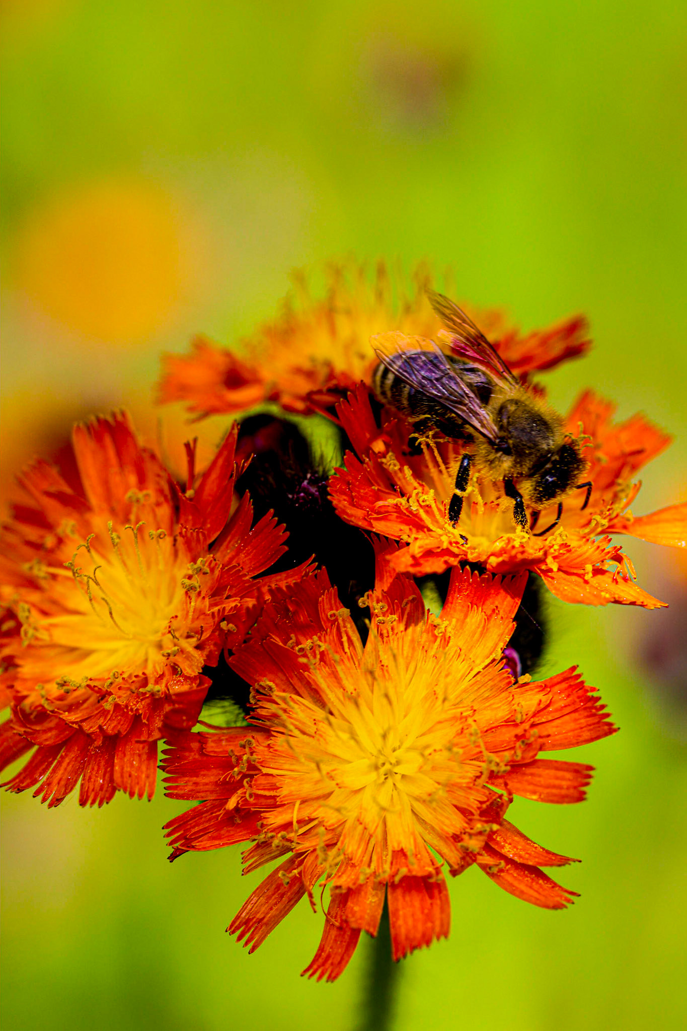 A bee visiting an Eastern Paintbrush. (Hawkweed)