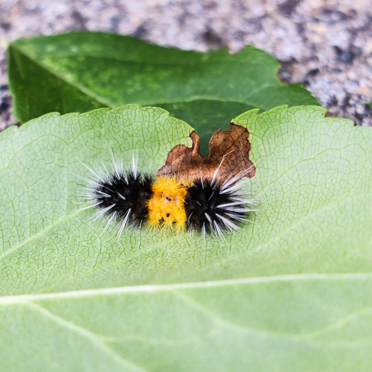 Csaterpillar at rest.