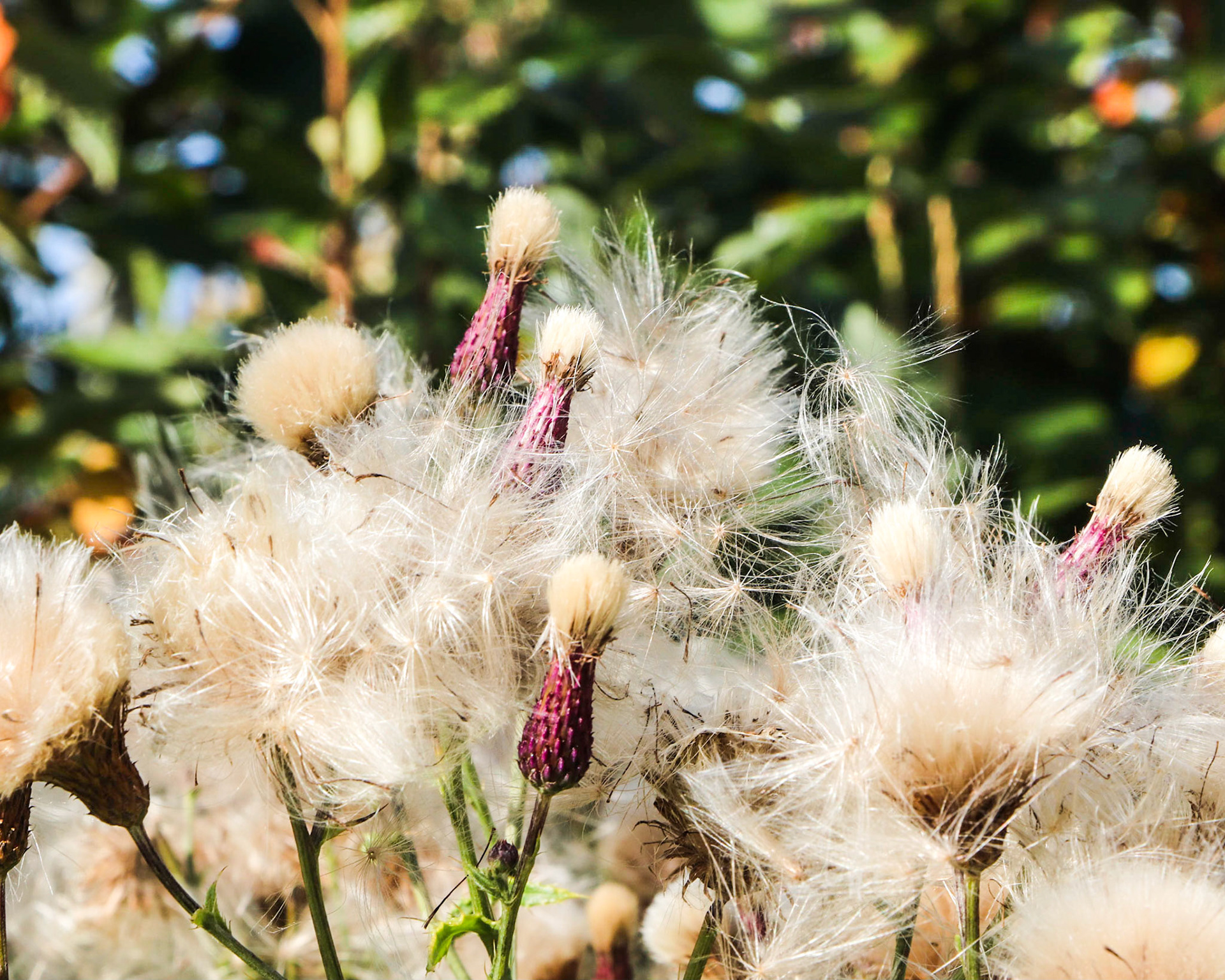 Thistle Seed Fluff.