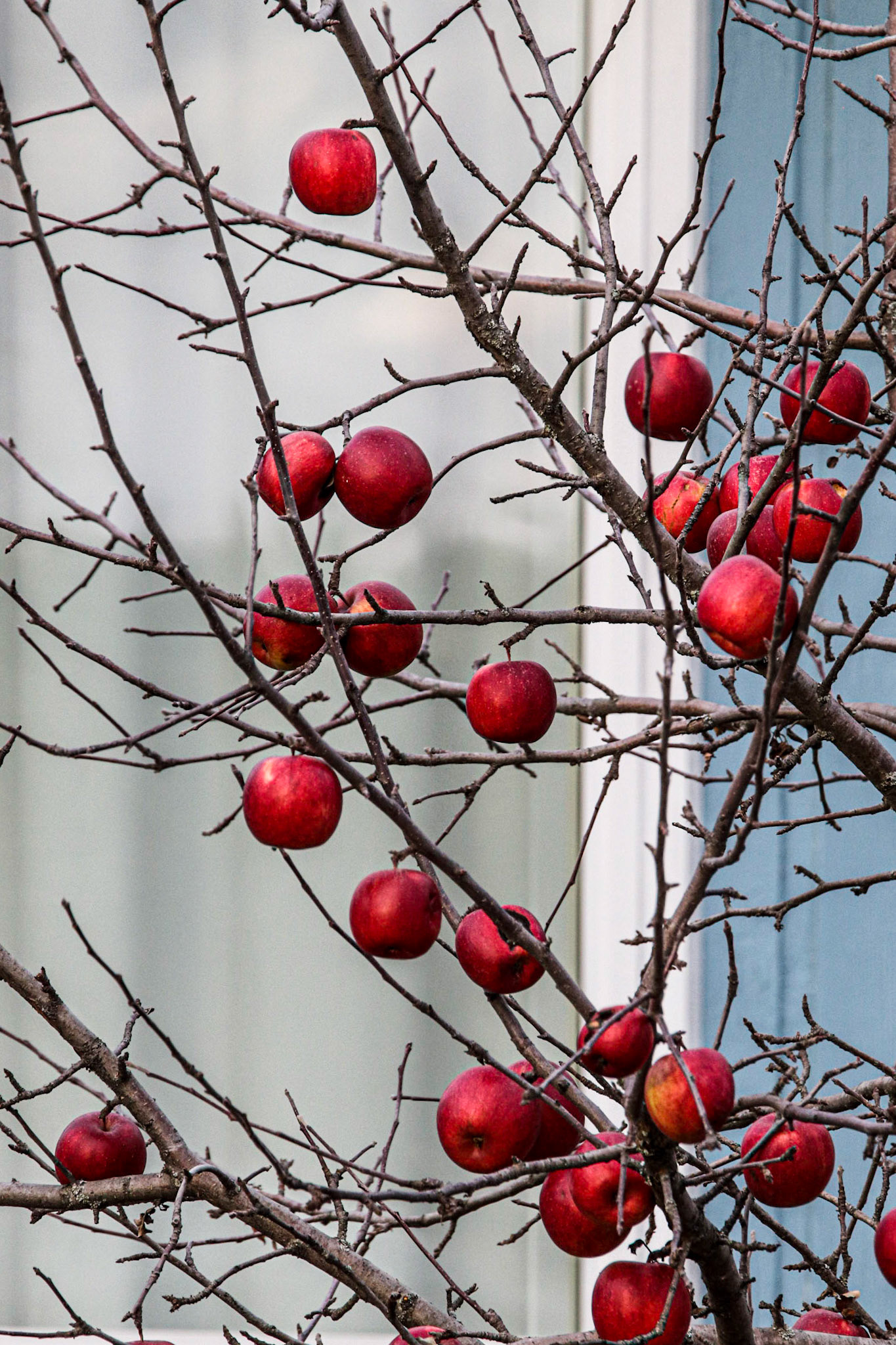 Apples left for the birds.