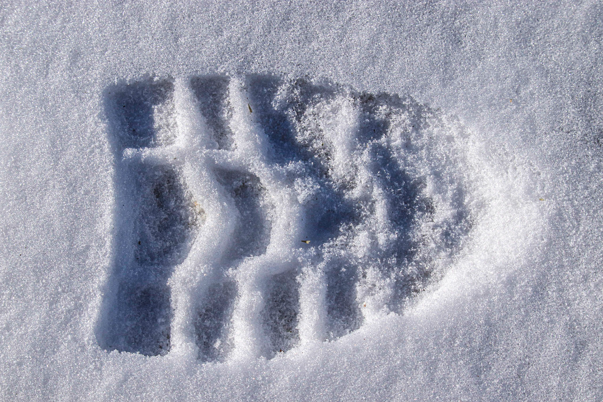 A boot print in the crystalized snow.