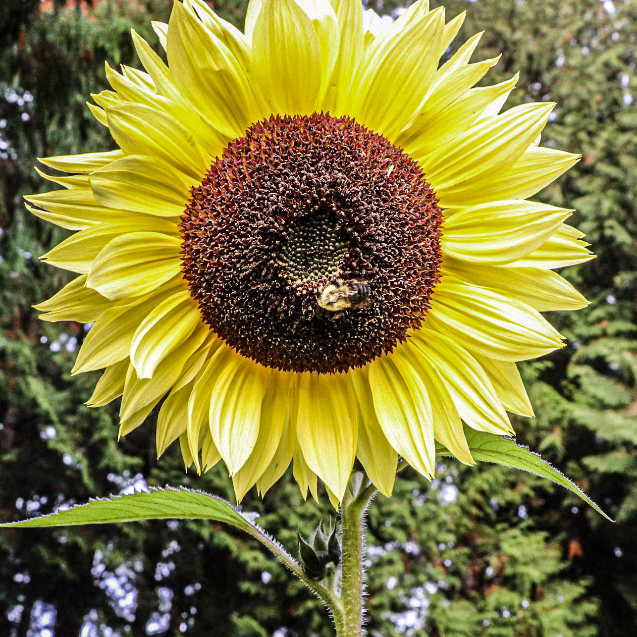 UBC Sunflower and a Bee.