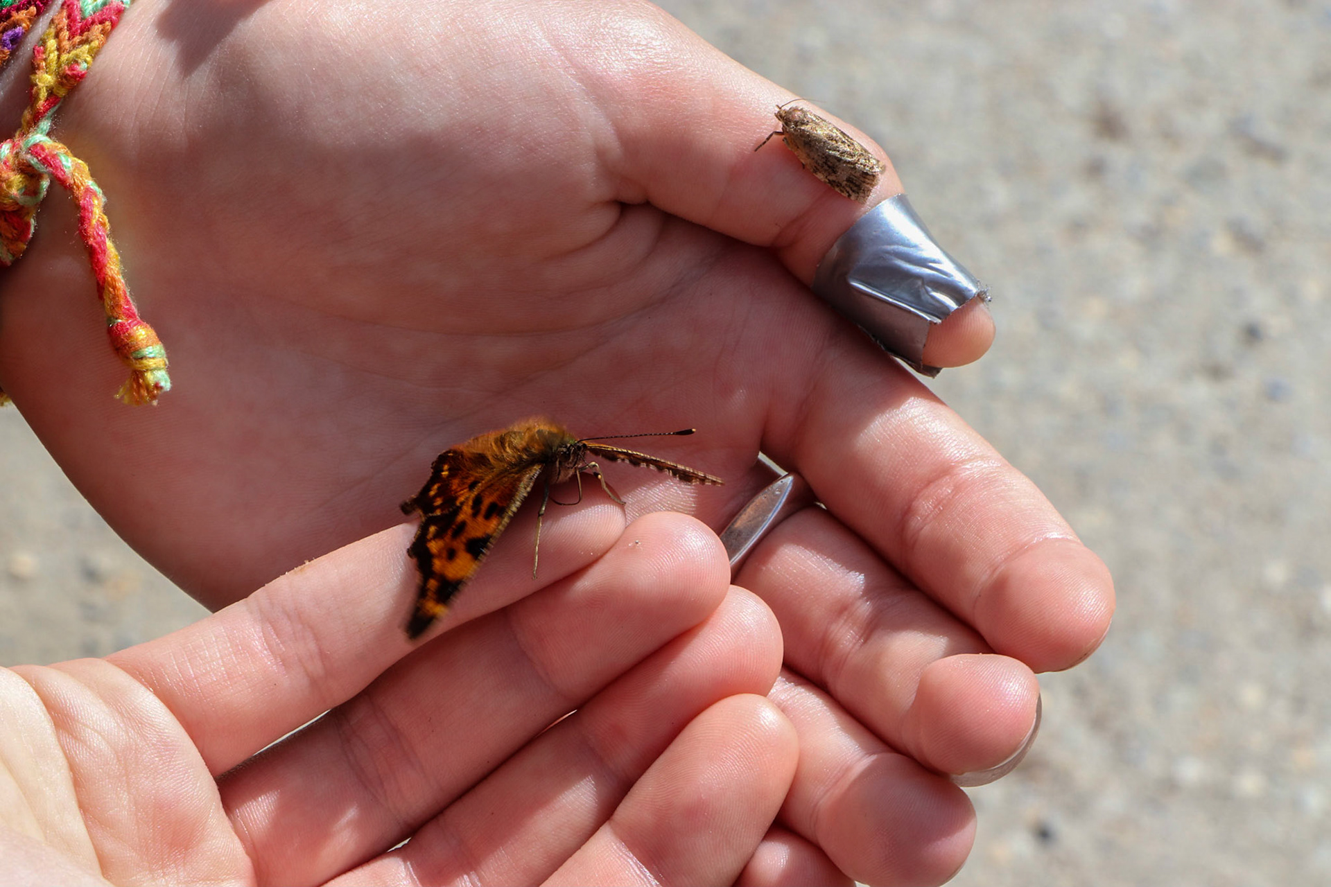 Some friendly moths.