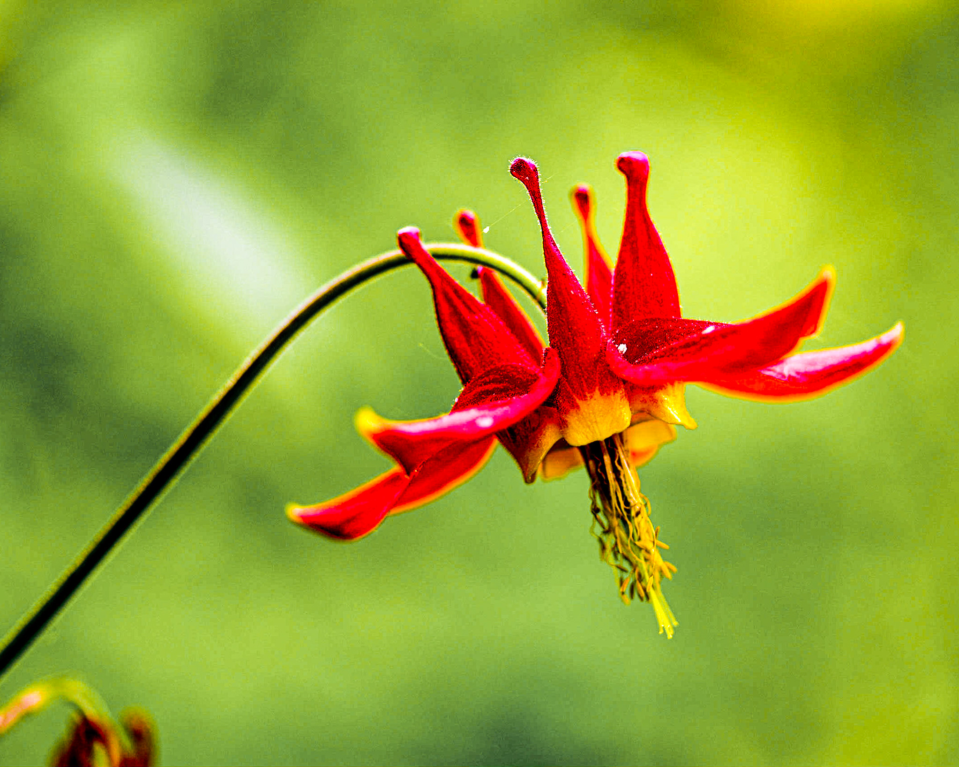 Columbine
