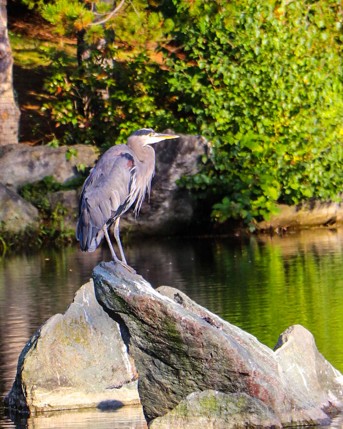 Blue Herron on its favourite perch.