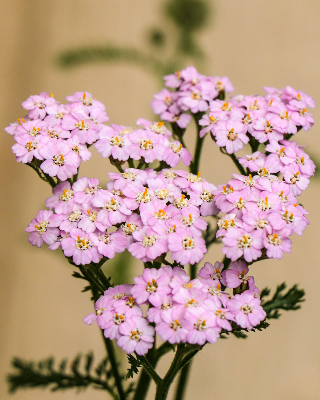 Pink Yarrow