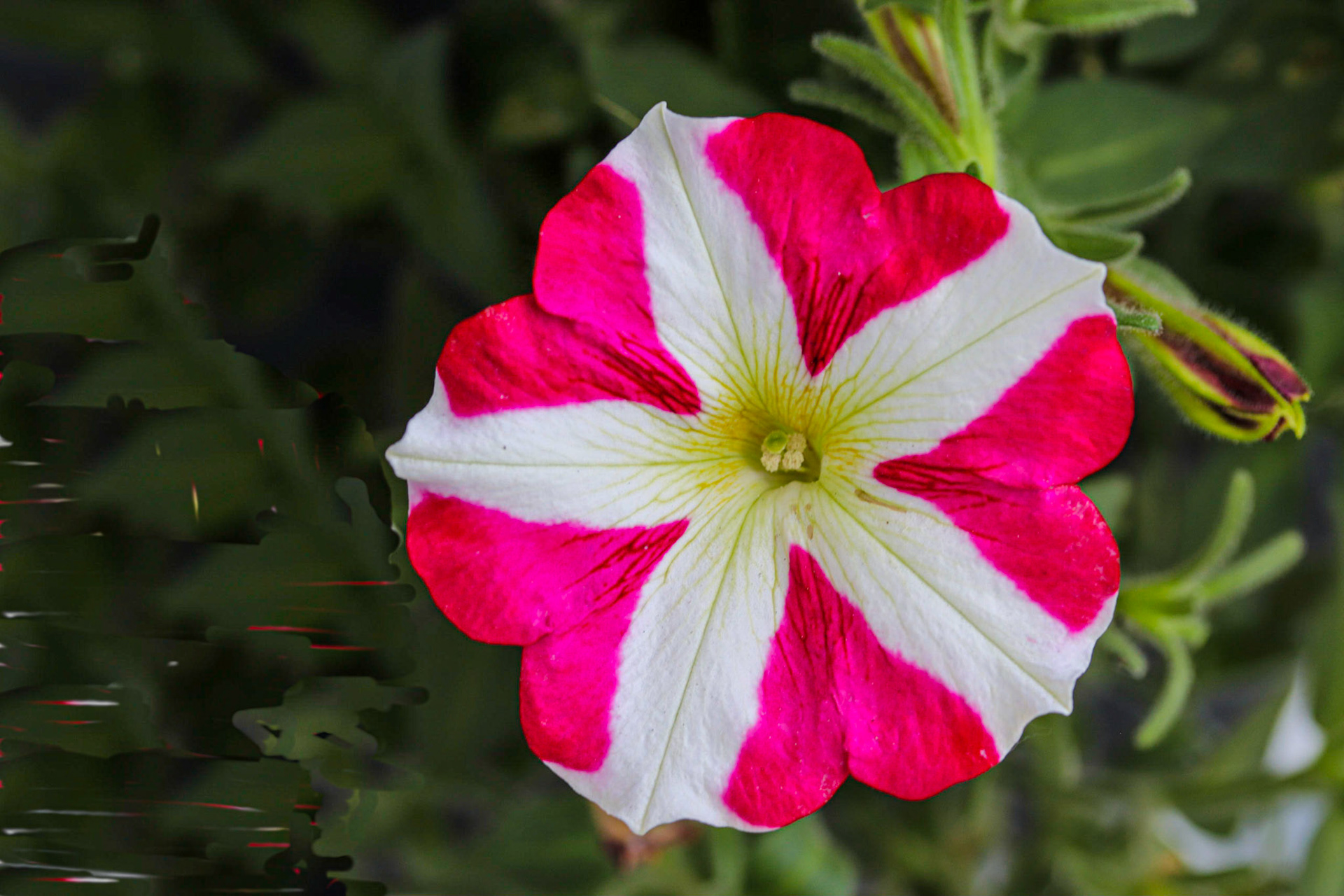 A Canada Day Petunia