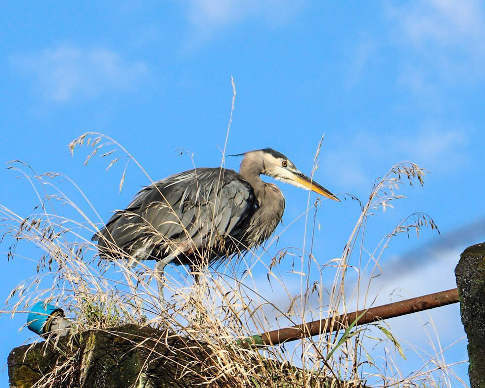 Blue Herron on False Creek.