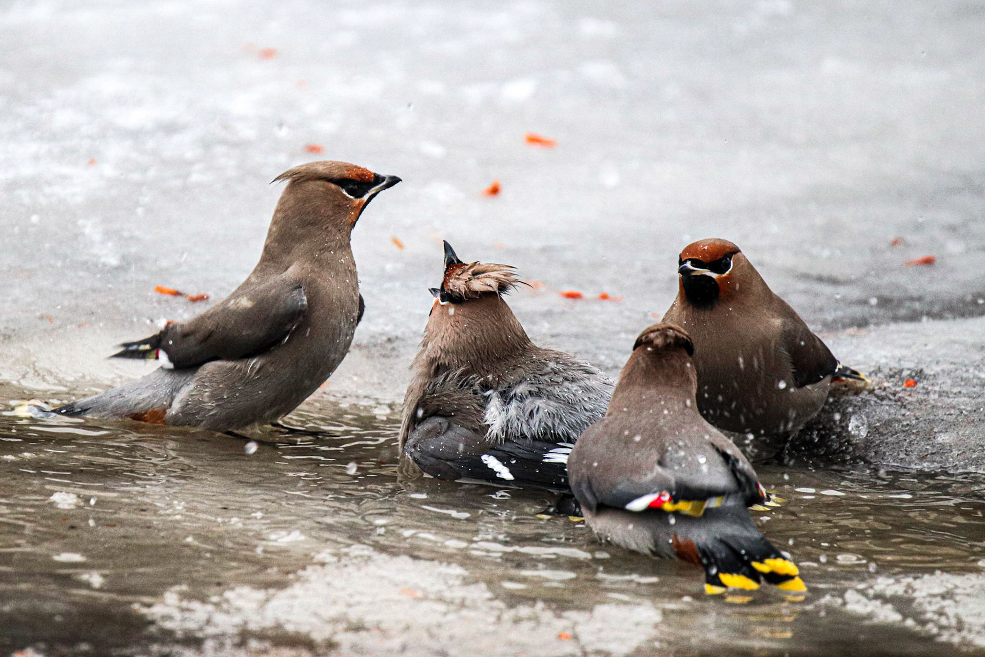 Its getting a bit crowded.