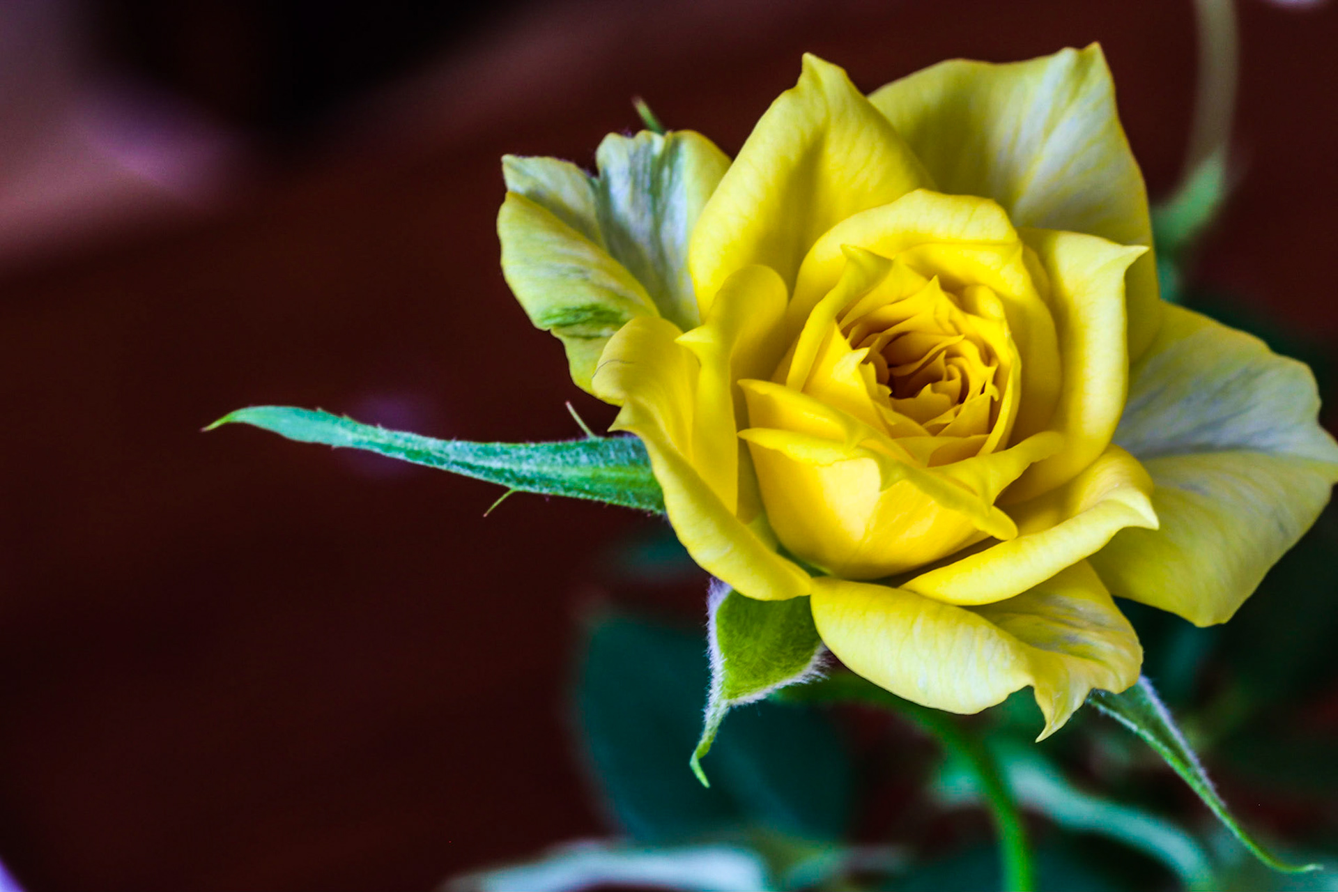 Mini Yellow Rose