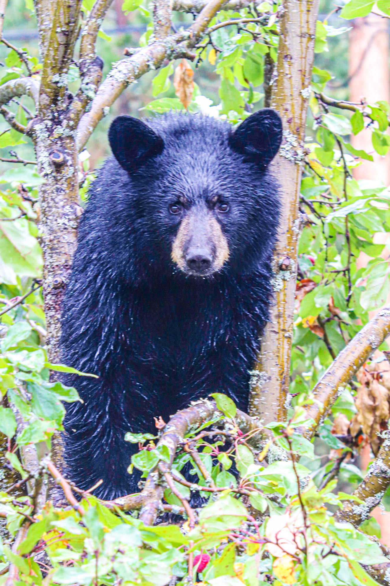 The Bear's in the Apple Tree!