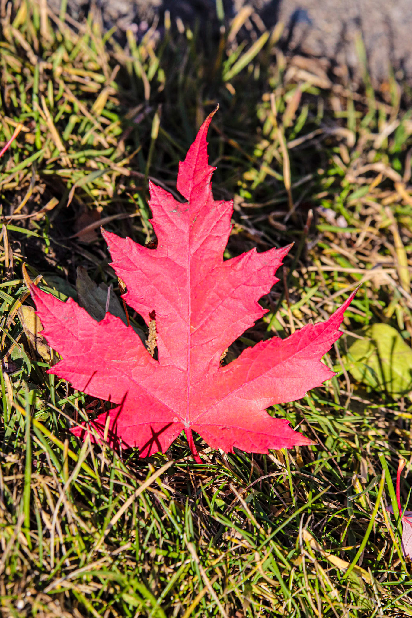 A Red Maple Leaf