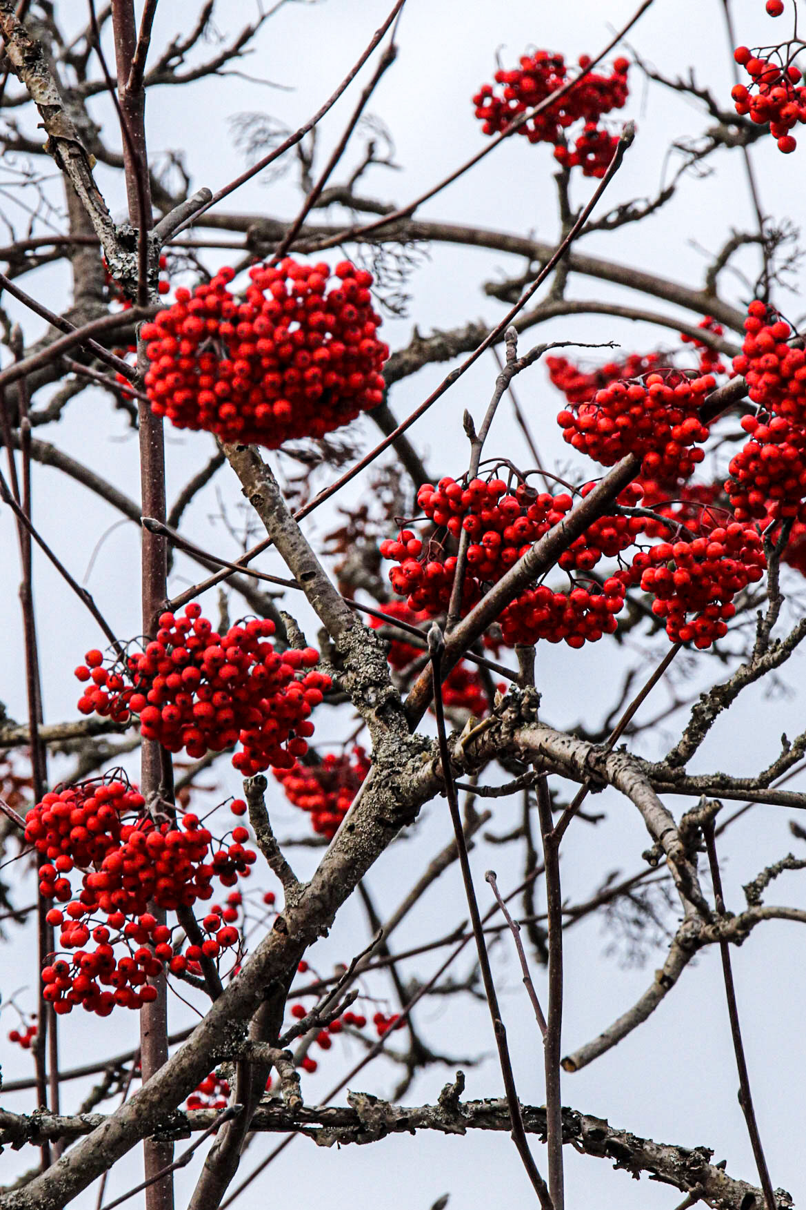 Mountainl Ash Berries for the Birds