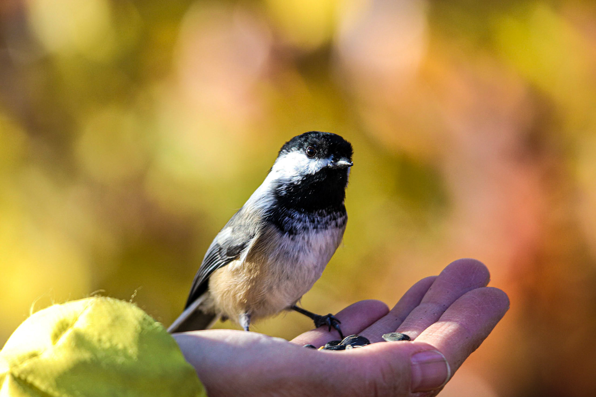 The Black Capped Chickadee has it's eye on me.