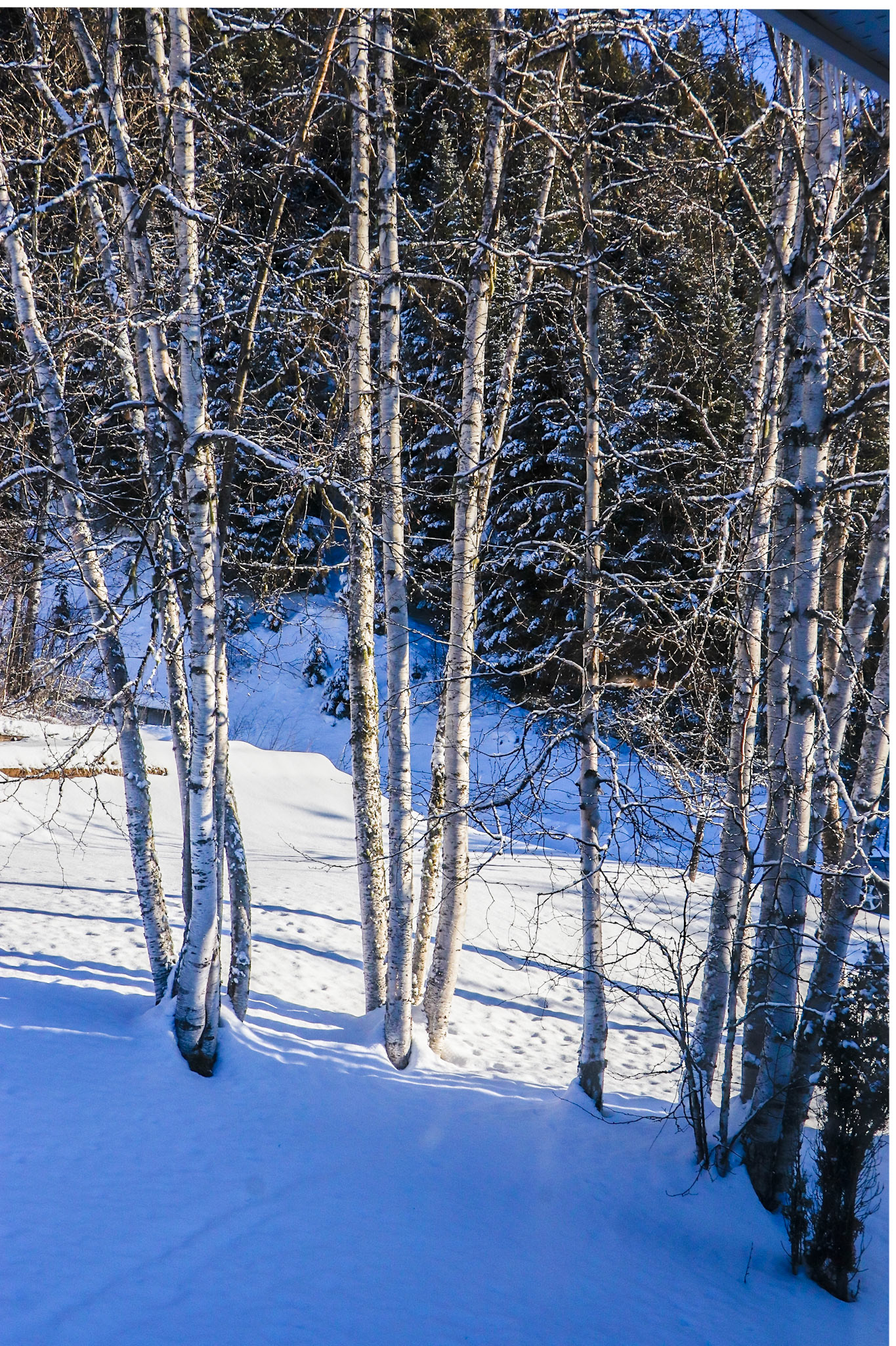 The Brches December 27th.