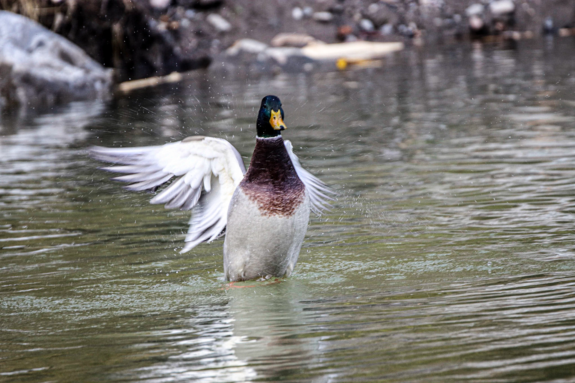 I having a flapping good time.