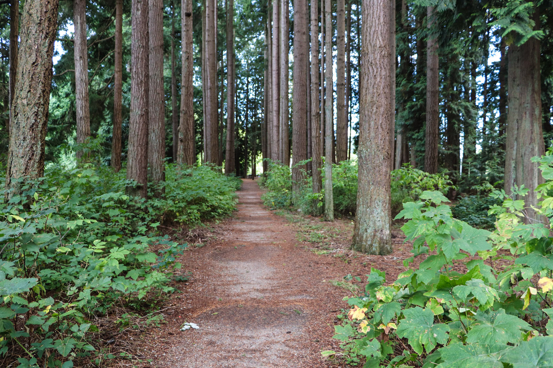 Nature trail at UBC.