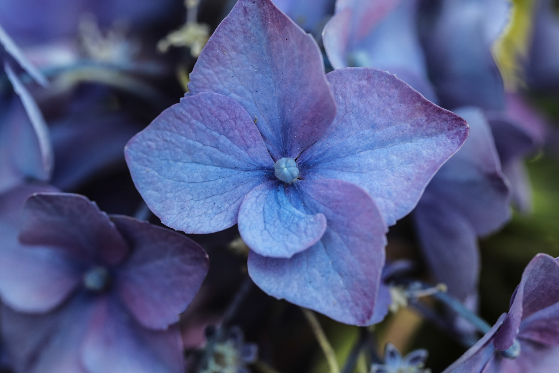 Close-up of a Hydrangia