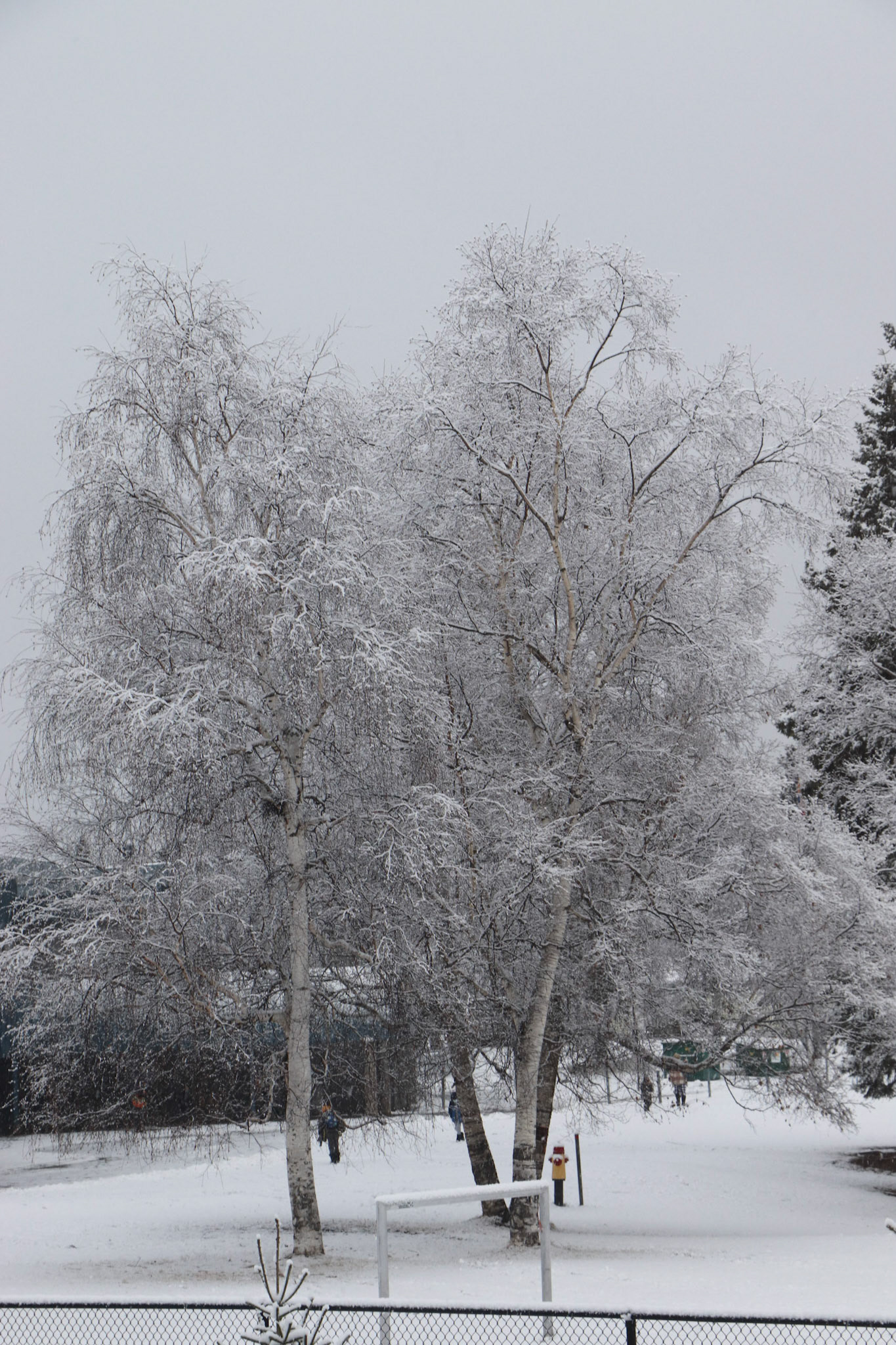 New Snow on the Birches.