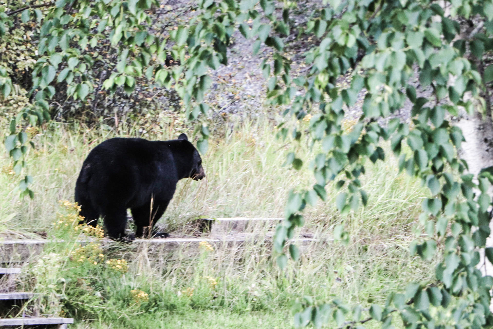 The bear decided to leave.