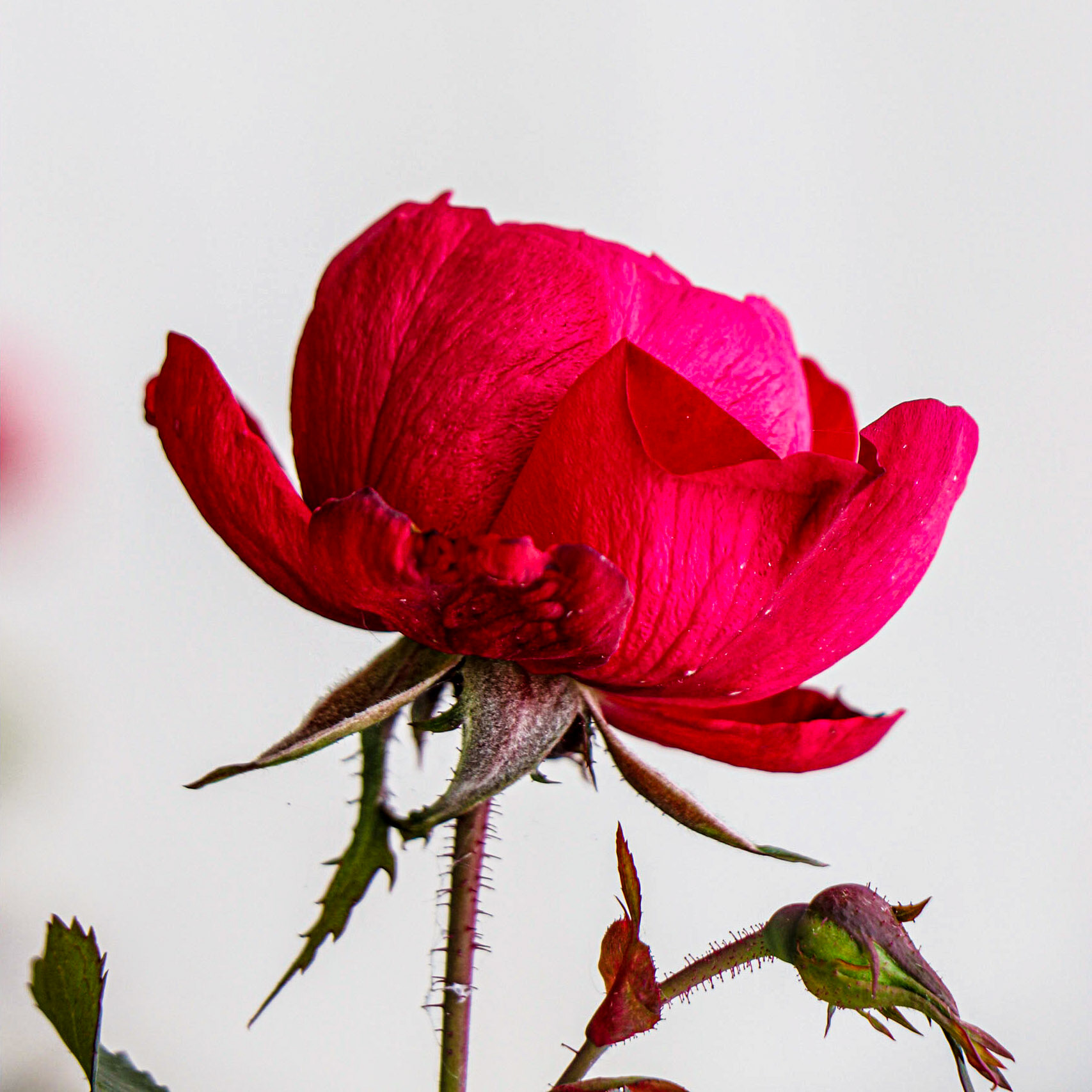 A Rose with a damaged pedal.