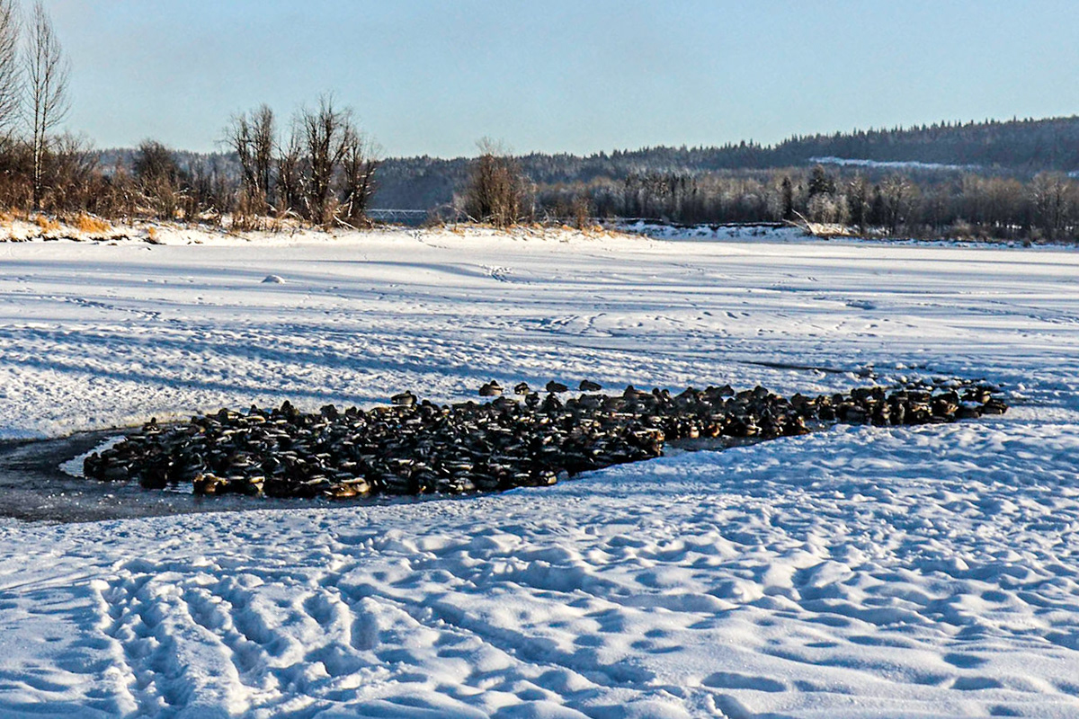 At -28 degrees C the ducks manage to have a bit of open water!