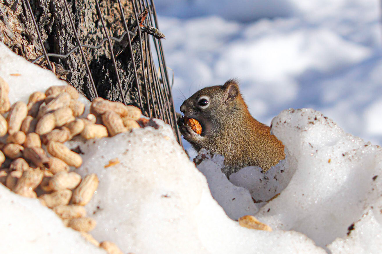 I'll have to hid these peanuts.
