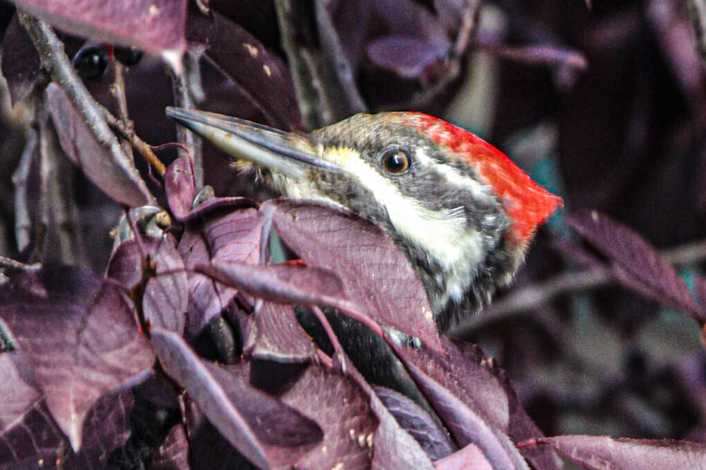 Pileated Woodpecker's like Chokecherries
