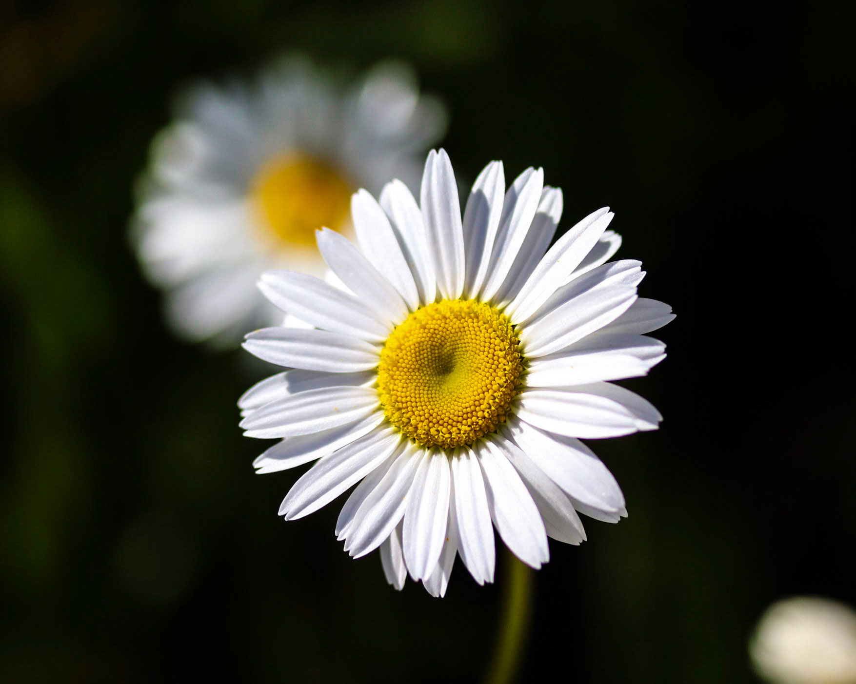 Daisy Close-up