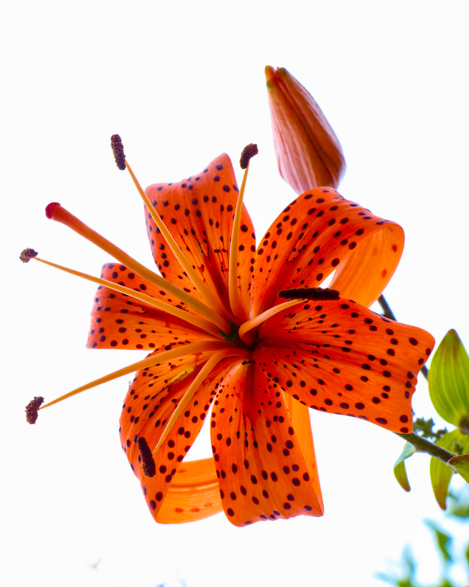 Hello Tiger Lily