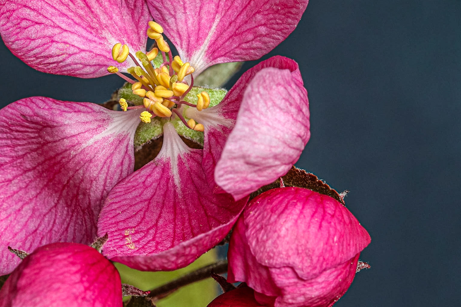 Apple Blossom - Macro