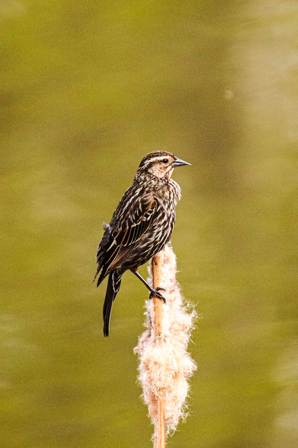 Redwinged Blackbird (female) sitiing on a bullrush.