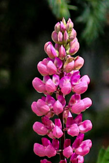 Pink Lupin