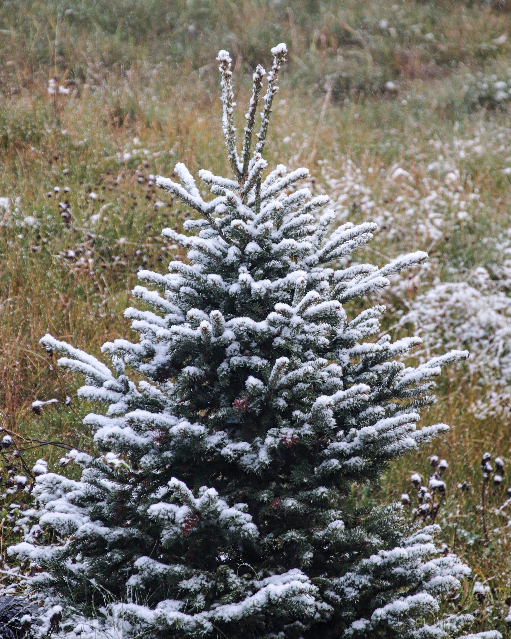 A November dusting of snow.