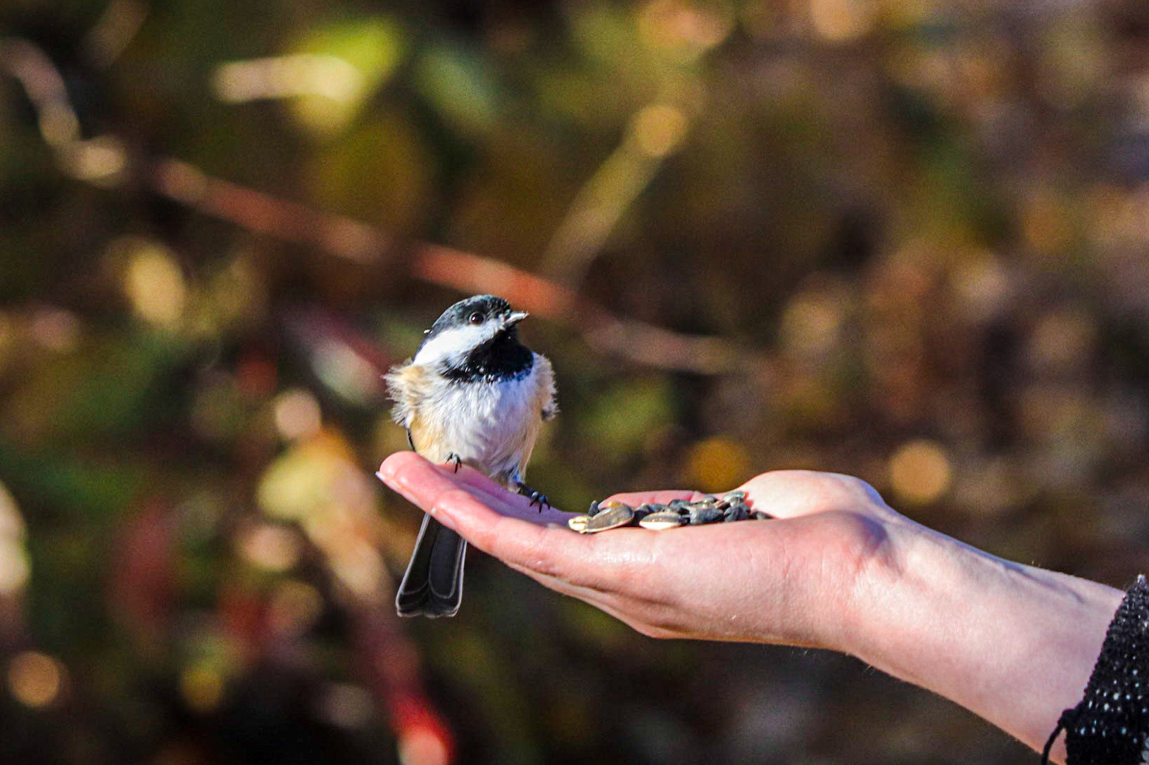 There's a lot of shell there.